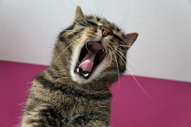 yawning cat